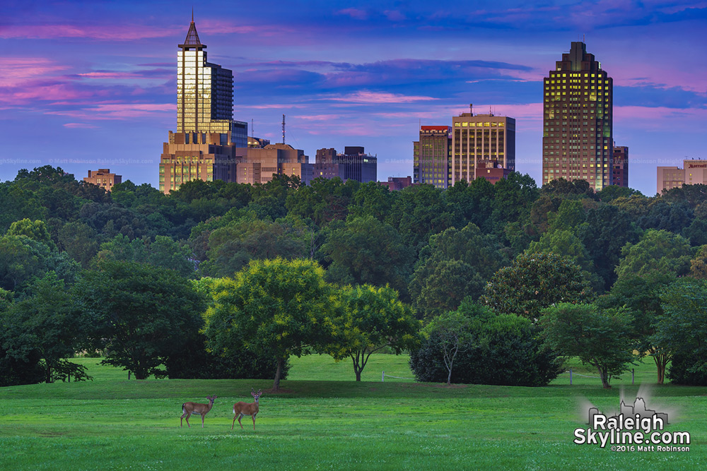 Two Deer at Dorothea Dix Park with downtown Raleigh at sunset