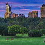 Two Deer at Dorothea Dix Park with downtown Raleigh at sunset