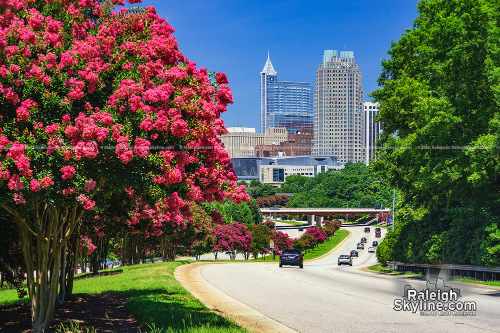 Crape Myrtle trees and the Raleigh Skyline