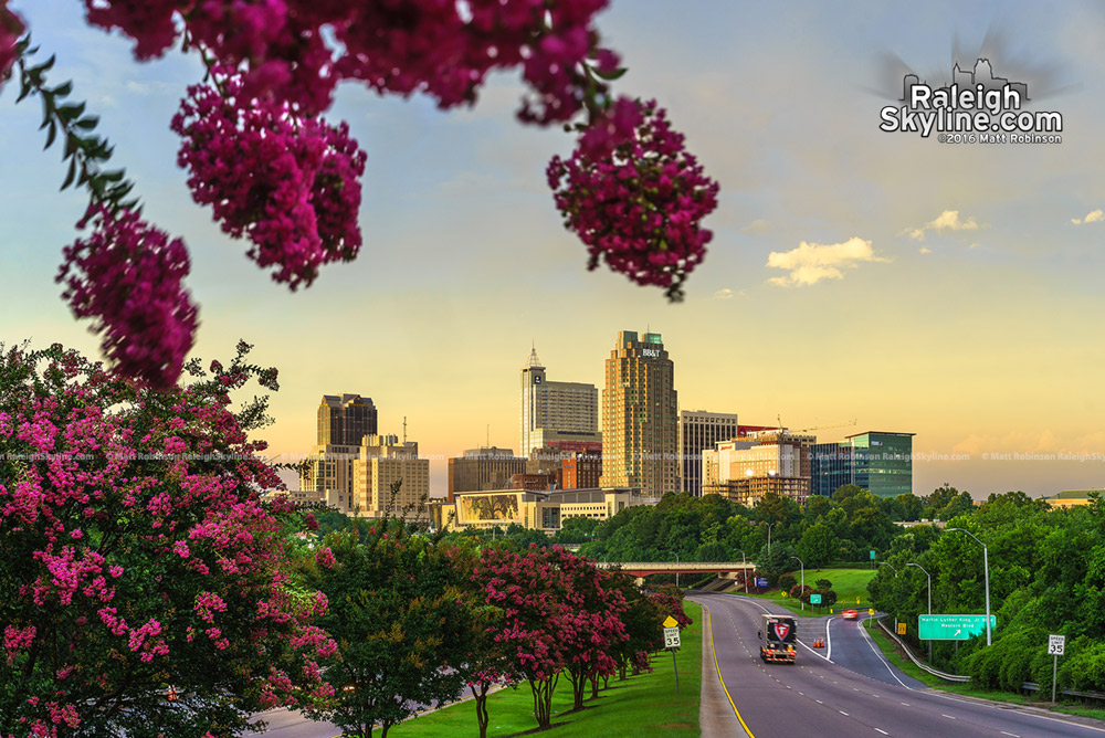 Summer blooms over Raleigh