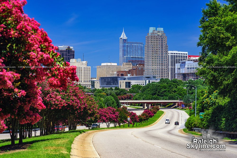 Crape Myrtle trees and the Raleigh Skyline from South Saunders