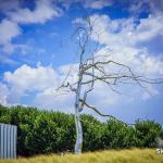 The Silver Tree at the North Carolina Museum of Art