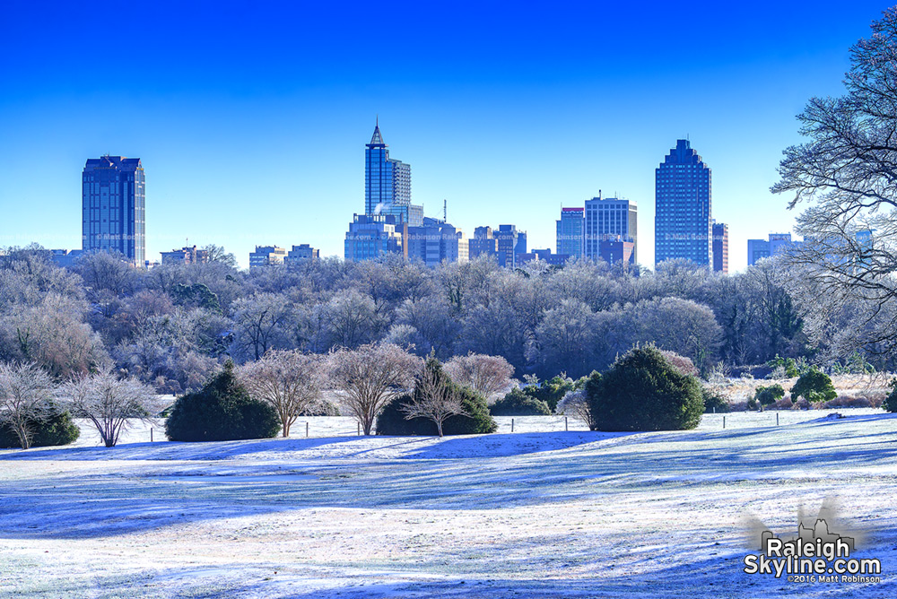 Glassy trees covered in ice with Downtown Raleigh Skyline