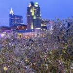 Ice covered plants with Raleigh