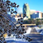 Ice covered crepe myrtle tree