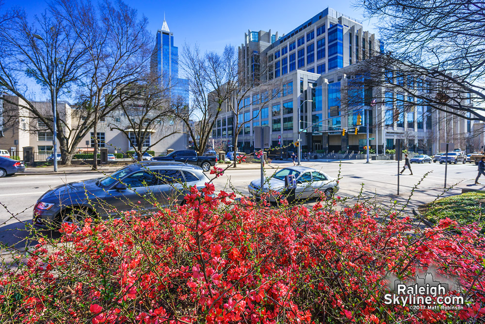 Early spring blooms at Nash Sqaure