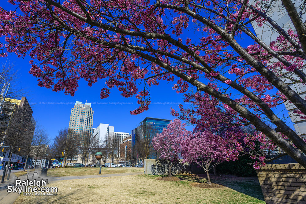 Pink flowering trees in February in Downtown Raleigh