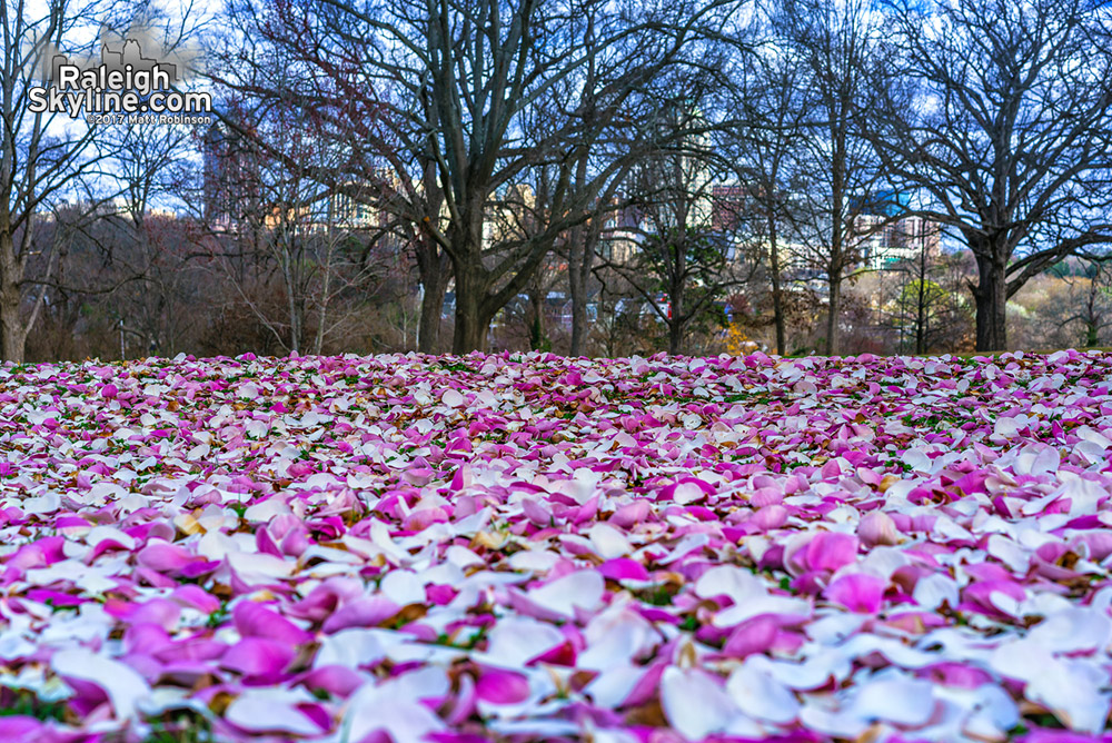 Freshly fallen magnolia petals cover the ground among the big oak trees at Dix Park in Raleigh