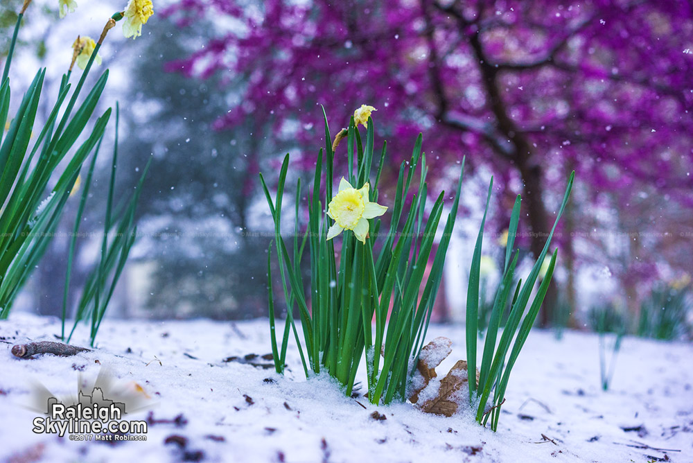 Daffodils in Nash Square with snow