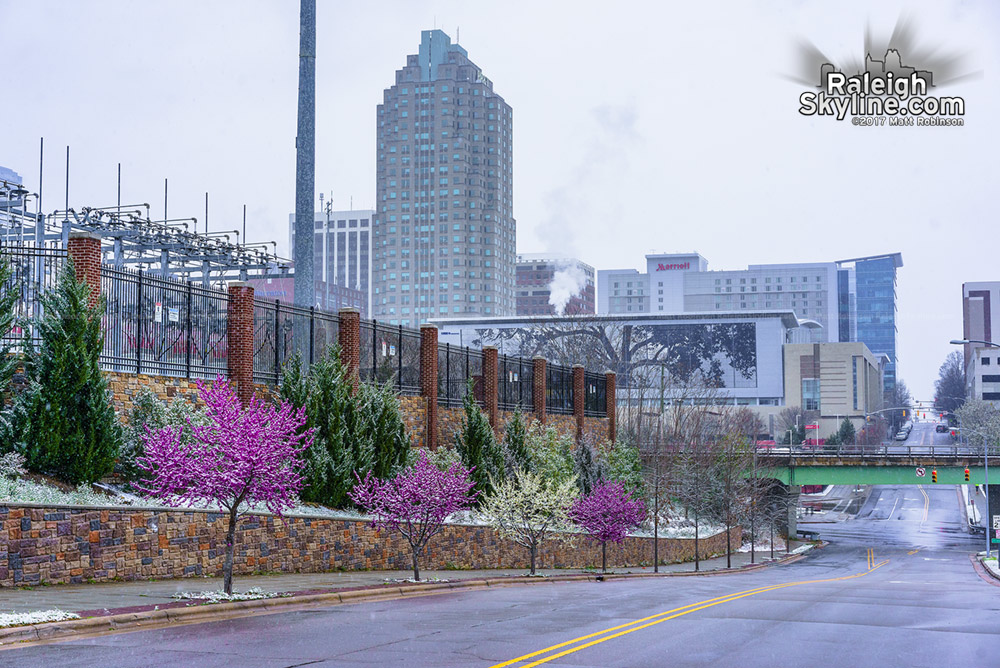 Pink flowering trees and downtown Raleigh in the snow