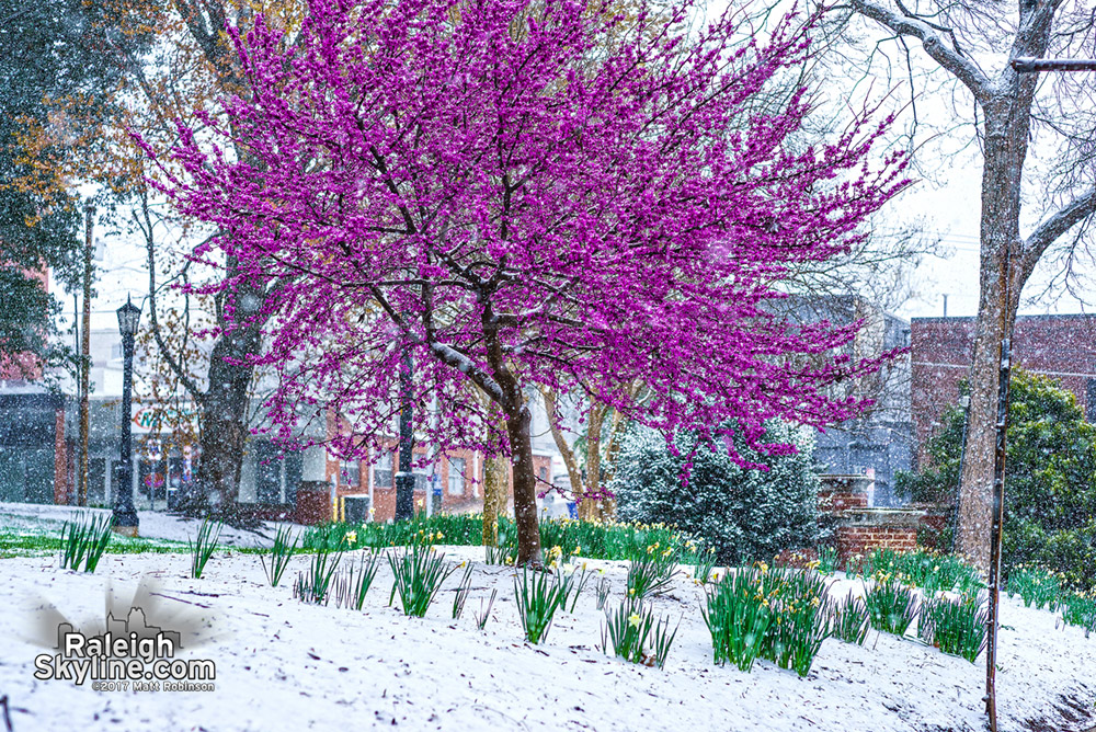 Red bud blooms and daffodils with snow in Nash Square