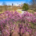 Early Saucer Magnolia at Dorothea Dix