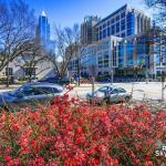 Early spring blooms at Nash Sqaure