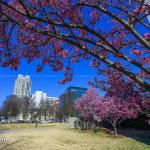 Pink flowering trees in February in Downtown Raleigh