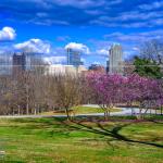 Spring bloom in Raleigh 2017