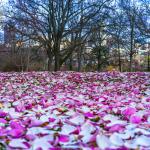 Freshly fallen magnolia petals cover the ground among the big oak trees at Dix Park in Raleigh