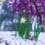 Daffodils in Nash Square with snow