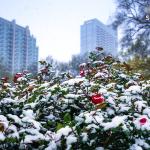 Roses in Moore Square with Snow