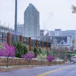 Pink flowering trees and downtown Raleigh in the snow