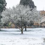 Bradford Pear blooming in the snow