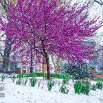 Red bud blooms and daffodils with snow in Nash Square