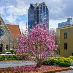 February spring in Raleigh 2017