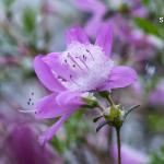 Azalea holding freshly fallen snow