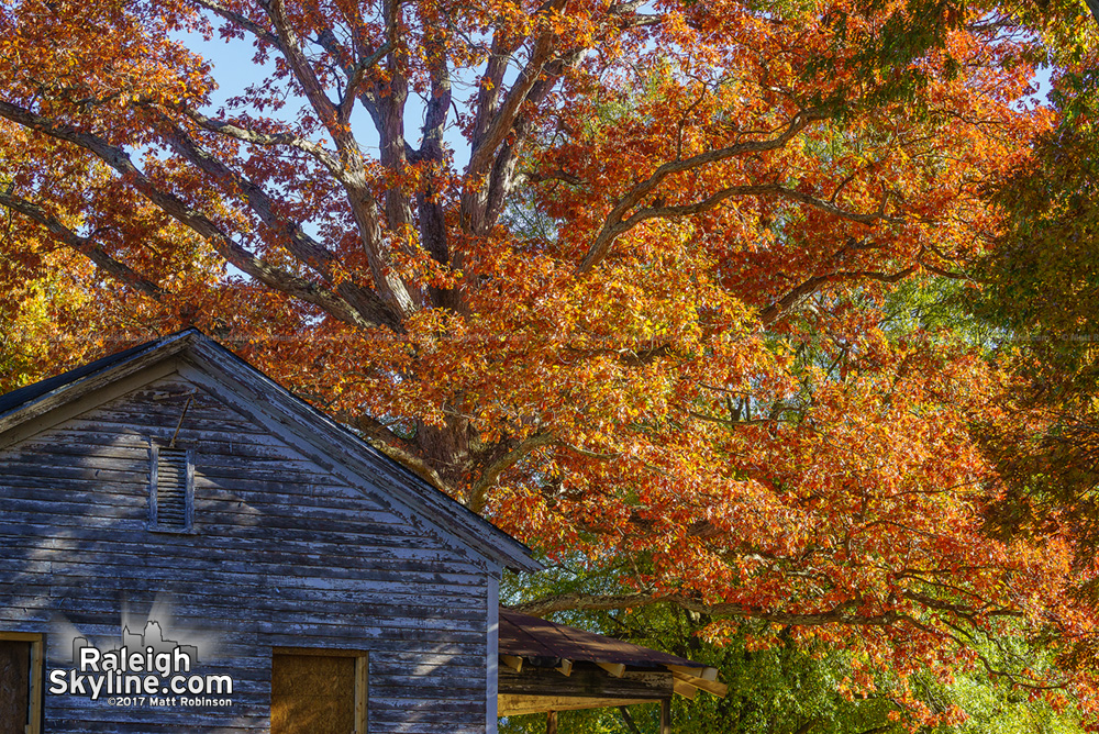 Flower cottage with Fall tree