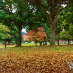 Fall colors at Dorothea Dix Park