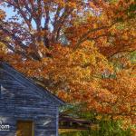 Flower cottage with Fall tree