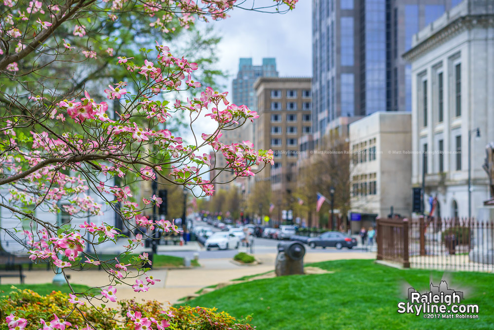 Pink dogwood blooms at the Capitol looking towards Fayetteville Street