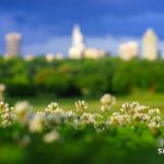 Clovers with the Raleigh skyline