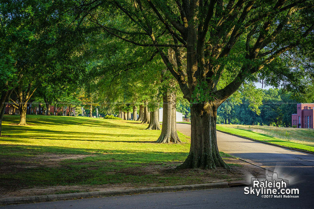 Trees at Dorothea Dix Park