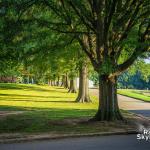 Trees at Dorothea Dix Park