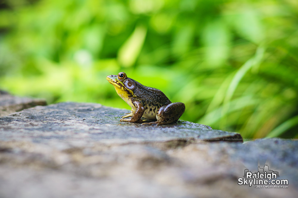 Frog at JC Raulston Arboretum