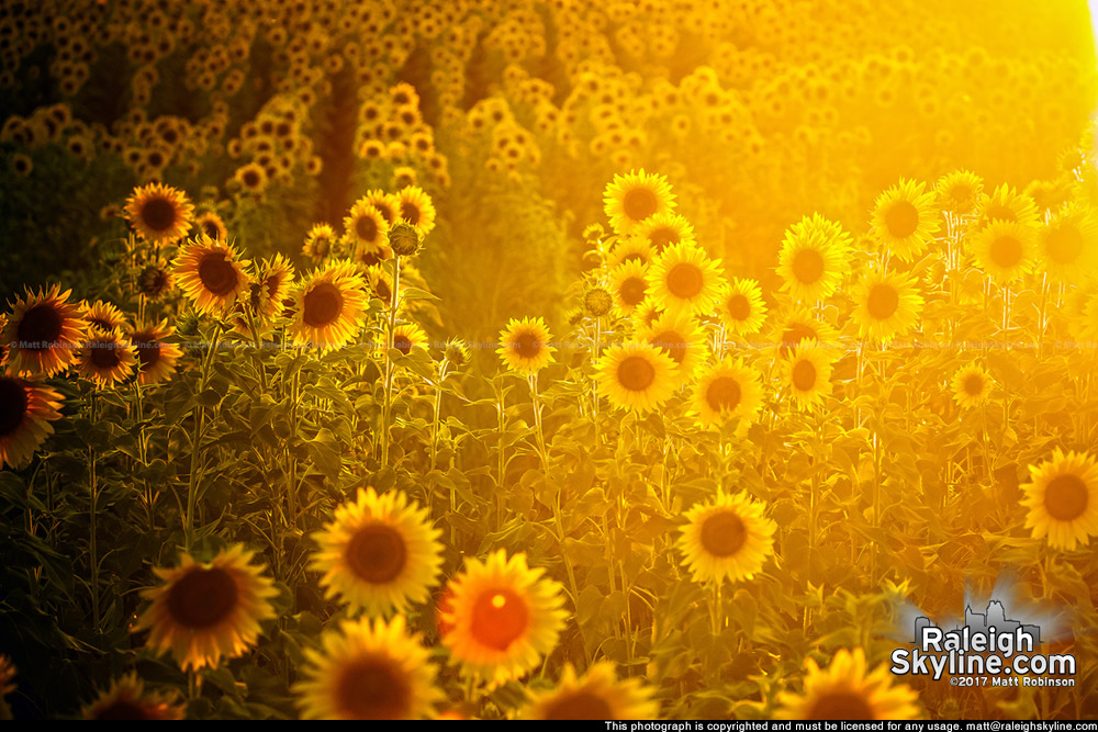 The Neuse River Trail sunflower fields at sunset