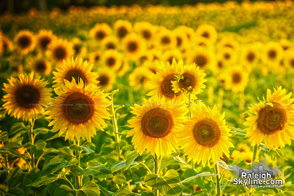 The Neuse River Trail sunflower fields at sunset