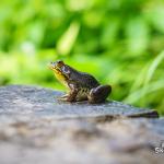 Frog at JC Raulston Arboretum