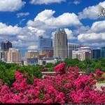 Cumulus clouds over the Raleigh skyline with blooming Crepe Myrtles -Summer 2017