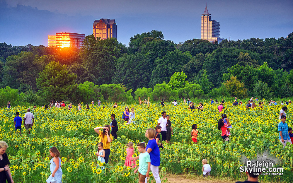 Sunset reflections with downtown Raleigh and sunflowers at Dorothea Dix