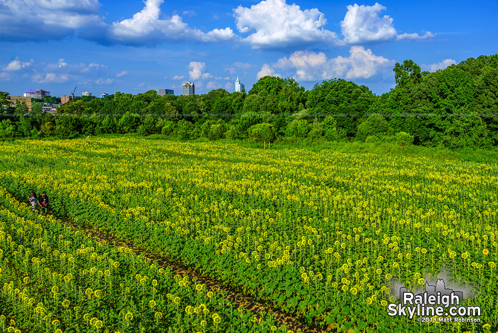 Five acres of Sunflowers at Dorothea Dix Park