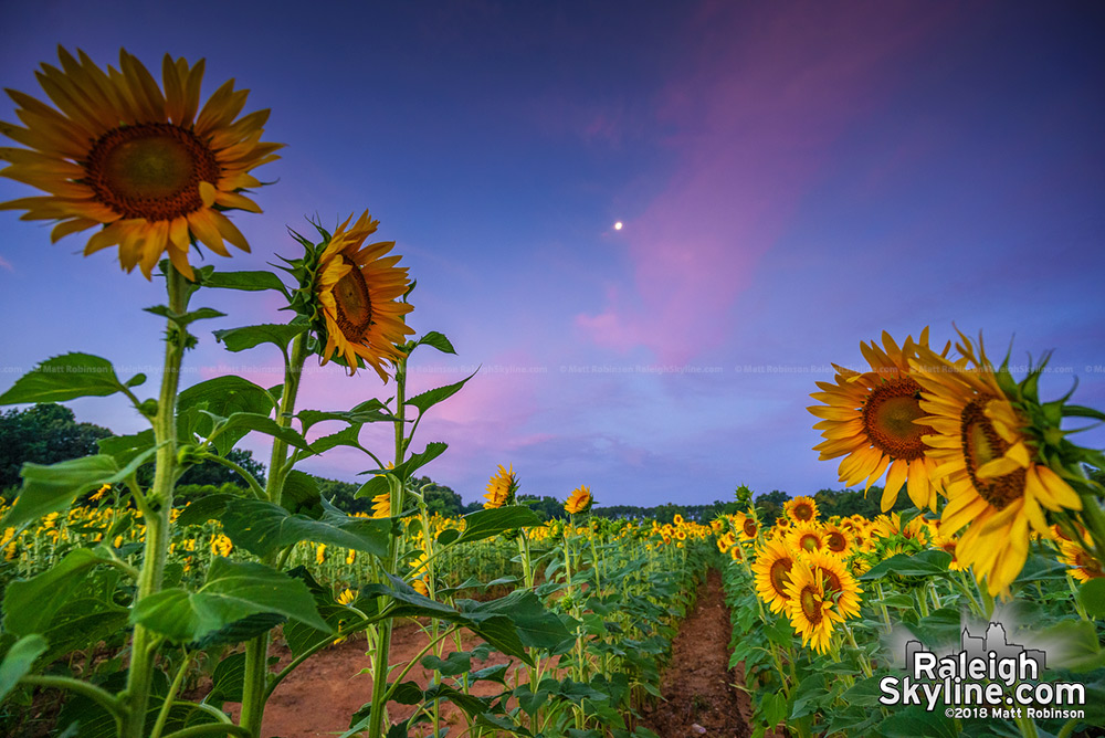 Sunrise at Raleigh sunflowers