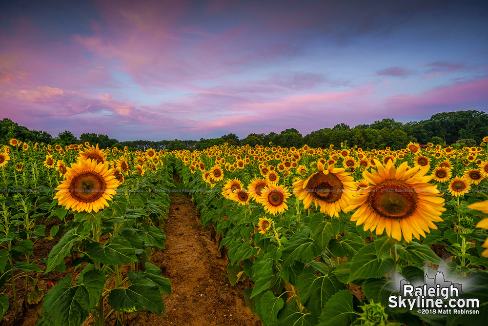 Sunrise over the field of Raleigh sunflowers