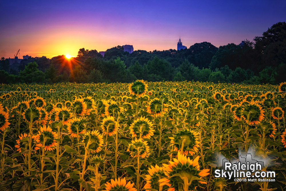 The sun rises behind downtown Raleigh with the sunflowers at Dorothea Dix Park