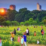 Sunset reflections with downtown Raleigh and sunflowers at Dorothea Dix