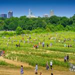 Hundreds of Raleighites visit the sunflowers during Dorothea Dix Park Sunfest