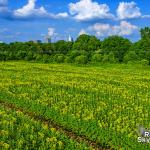 Five acres of Sunflowers at Dorothea Dix Park