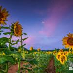 Sunrise at Raleigh sunflowers