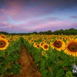 Sunrise over the field of Raleigh sunflowers