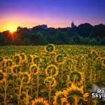 The sun rises behind downtown Raleigh with the sunflowers at Dorothea Dix Park